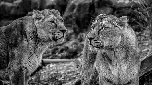 emalõvi, lõvi, looduslike, Predator, kass, metskass, lõvi naistel