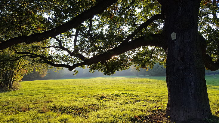 park, meadow, tree, nature, autumn, rest, landscape