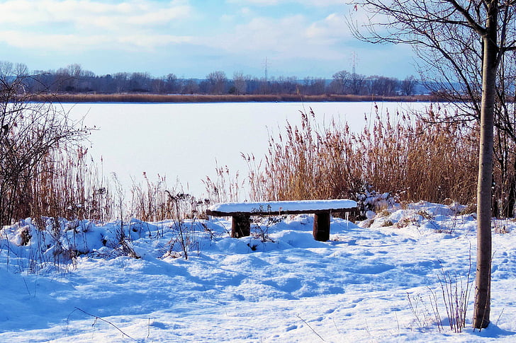 landscape, lake, frozen, bank, winter impressions, wintry, snow