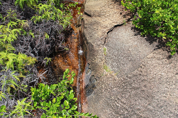 roca, planta, en vivo, naturaleza, agua, pequeño arroyo