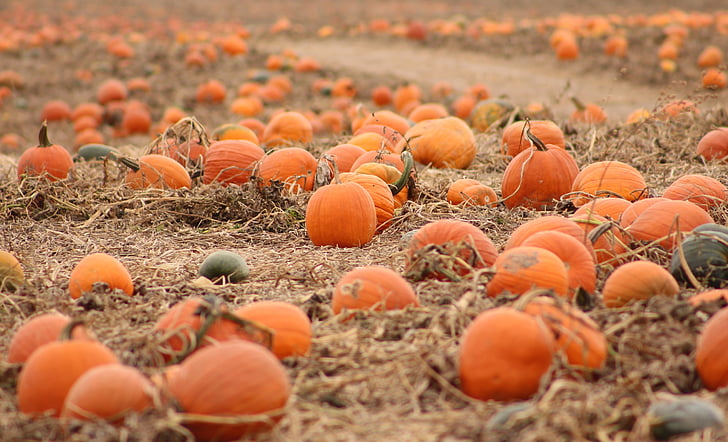 pumpkins, fall, harvest