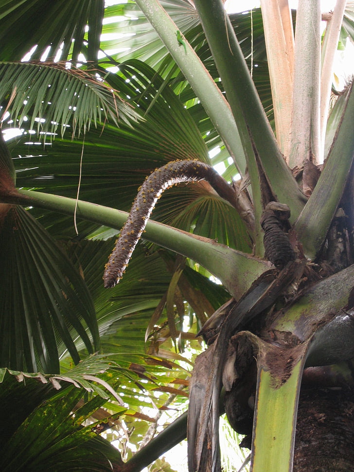 coco de mer, macho, inflorescência, Coco, Palm, árvore de coco, endêmicas