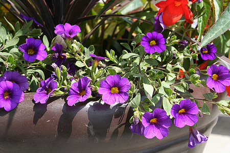 flor, púrpura, bote, decoración, pote de flor, Flores en macetas
