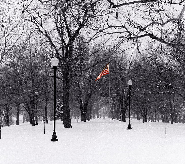 flagg, treet, snø, Vinter