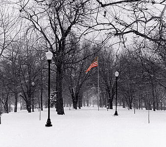 Bandera, árbol, nieve, invierno
