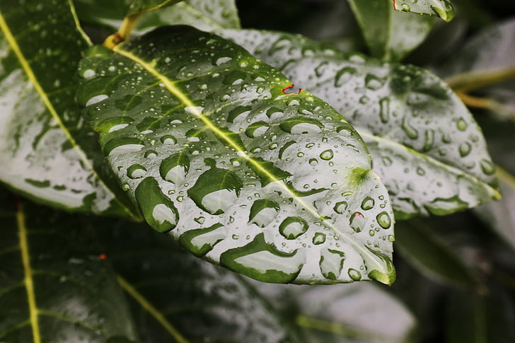 daun, tetes air, struktur, titisan hujan, menetes, makro, hijau