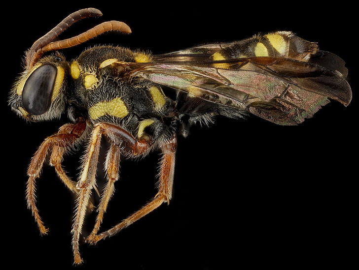 abelha, inseto, macro, República Dominicana, asas, olhos, antenas