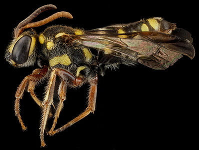 Pszczoła, owad, makro, Dominikana, skrzydła, oczy, anteny