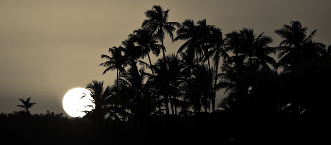 landskap, brazilwood, solnedgång, Palm tree, träd, siluett, inga människor