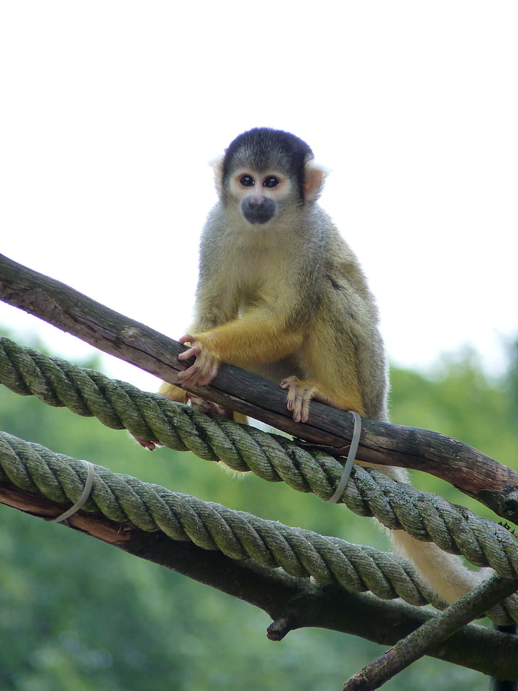 monkey, squirrel monkey, climb, tiergarten, zoo