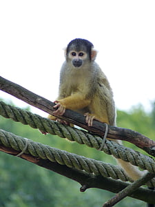 con khỉ, khỉ sóc, leo lên, Tiergarten, sở thú