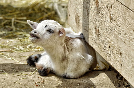 animal, goat, young animal, farm, mammals, domestic goat, lambs
