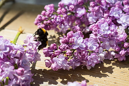粉色, 白色, 花, 绽放, 紫色, 花, 大黄蜂