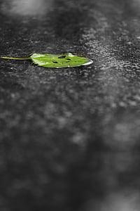 листа, Грийн, дъжд, вода, зелени листа, Пролет, времето