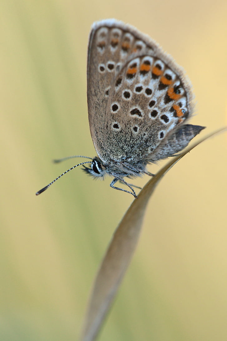 μπλε ασημί-κατάσπαρτος, κοινή μπλε, plebejus argus, bläulinge lycaenidae, πεταλούδα, φύση, ζώο