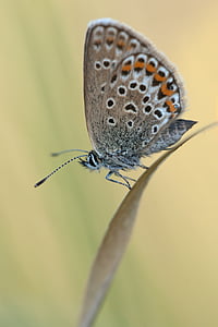 镶银蓝, 常见的蓝色, plebejus 守卫, bläulinge 蝶, 蝴蝶, 自然, 动物