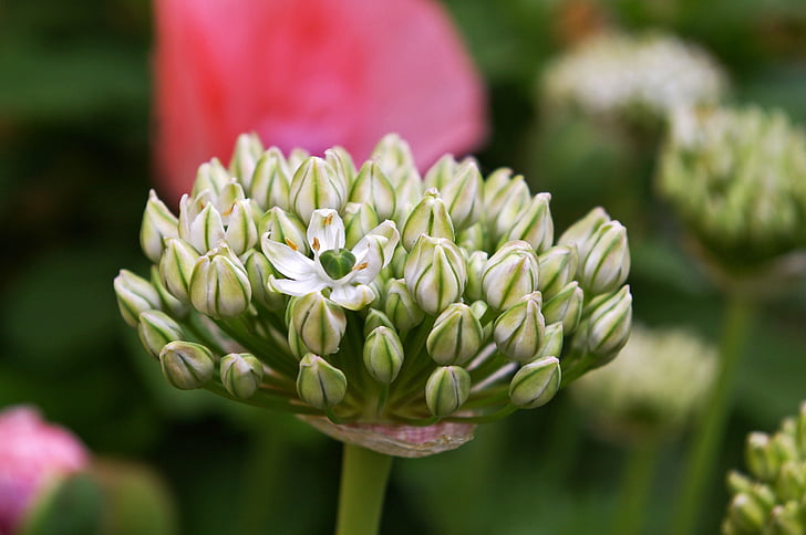 ornamental onion, white zierlauch, blossom, bloom, nature, schnittblume, flower