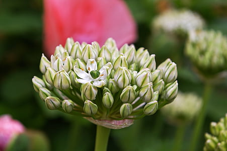 cebola ornamental, zierlauch branco, flor, flor, natureza, schnittblume, flor