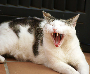 cat, feline, pet, cat face, teeth, mammals, yawn