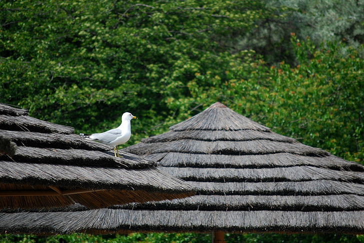 gull, alone, thatched roof, zoo, seagull, topical huts