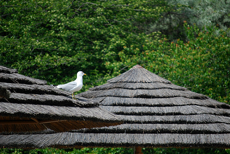 Gull, sendirian, atap jerami, kebun binatang, Seagull, Pondok-pondok topikal