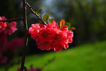 Ιάπωνες κυδώνι καλλωπιστικών, λουλούδια, κόκκινο, Κόκκινο πορτοκάλι, ο Μπους, υποκατάστημα, Κουμκουάτ japonica