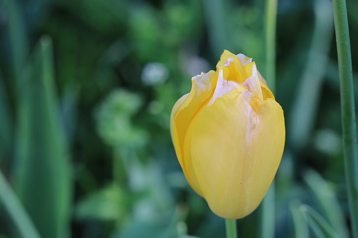 tulipes, Tulipa groga, planta, natura, flor, primavera, colors vius