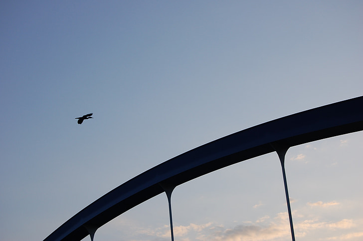 heron, bird, sky bridge, river