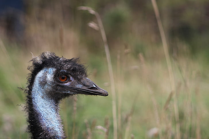 EMU, doğa, kuş, yaban hayatı, hayvan, vahşi, kafa