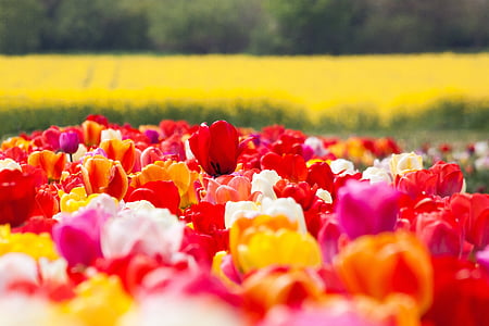 Tulip, jarné kvety, kvet, kvet, kvet, žltá, červená