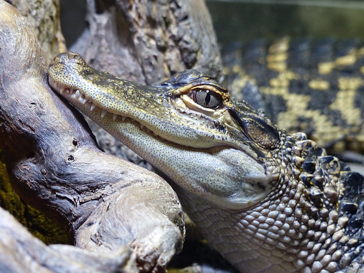 aligatorius, gyvūnų, gyvūnų fotografija, vandens, detalus vaizdas, krokodilas, pavojingas