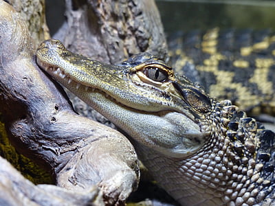alligaator, looma, loomade fotograafia, vee, Suurendus:, krokodill, ohtlike