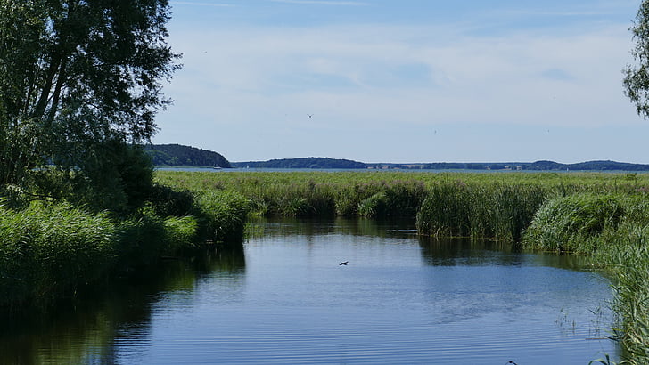 pond, reed, tree, green, blue, birds, lake