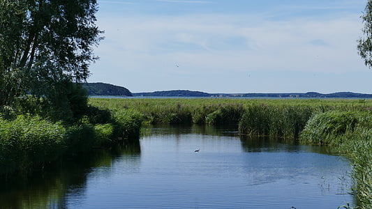 estanque, Reed, árbol, verde, azul, aves, Lago
