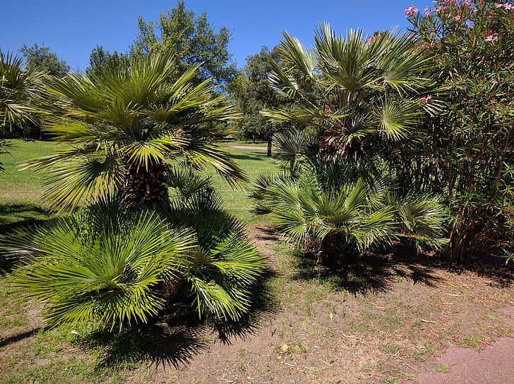 árboles de Palma, Parque, Prado, Rush, tierra, planta, naturaleza
