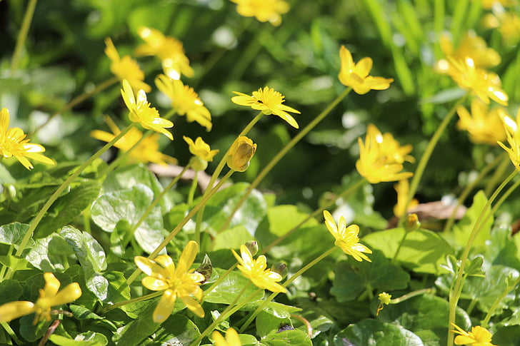 buttercup, flower, flowers, yellow, spring, yellow flowers, nature