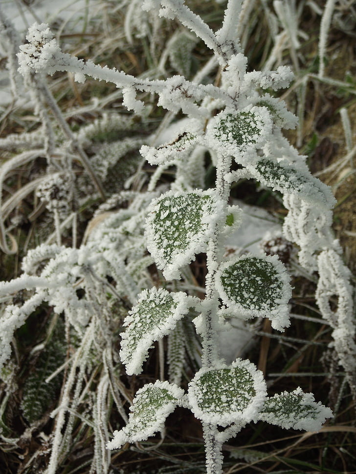 winter, frost, frozen