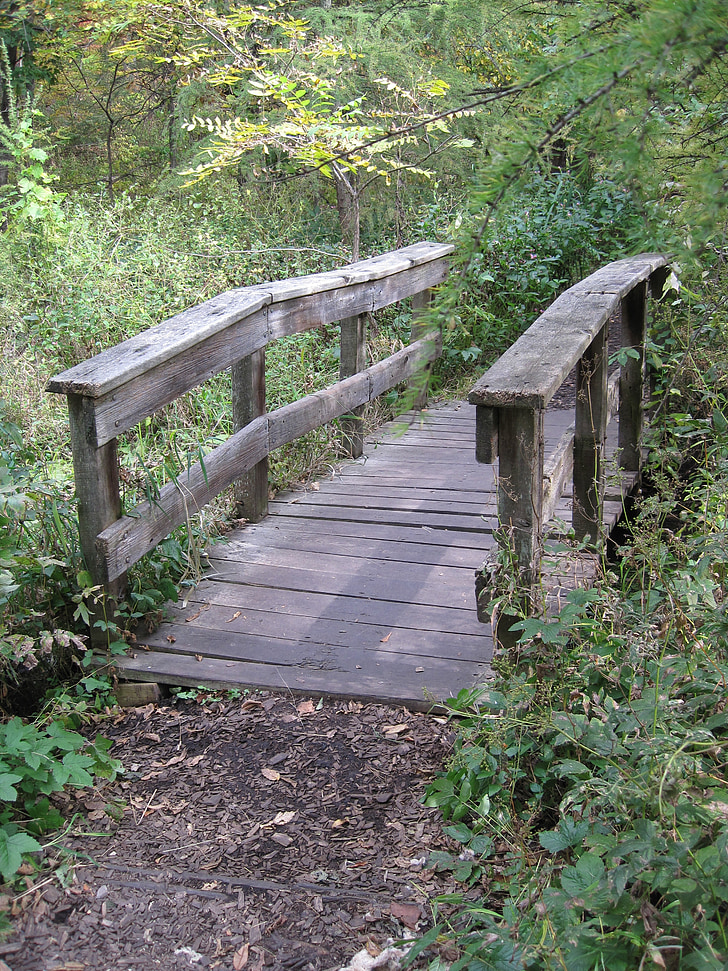 híd, erdőben, elérési út, régi, fa