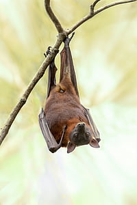 morcego, Austrália, vida selvagem, natureza, árvore, selvagem, ao ar livre