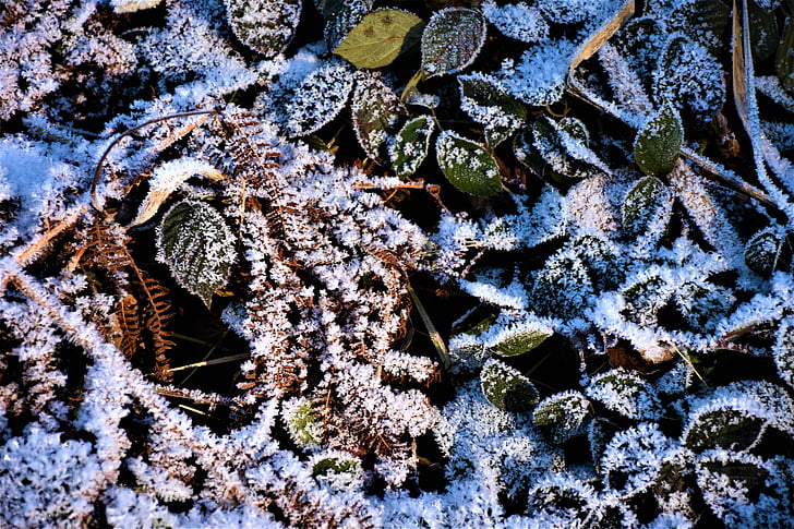 frunze, coapte, Frost, rece, Iced, ioan, iarna