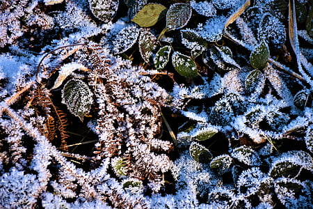 leaves, ripe, frost, cold, iced, icy, winter