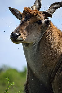 Eland, Nairobi, Nairobi national park, Kenya, Africa, antilopă, Safari