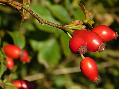 arbust, Rosa Mosqueta, vermell, fruita, natura, tardor, baies