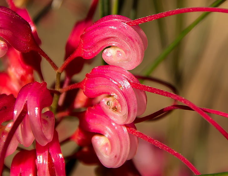 Grevillea, bloem, detail, Australische, native, roze, wit