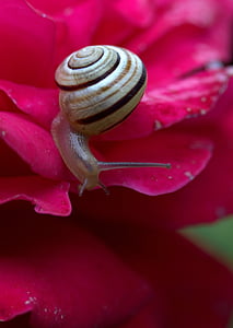 snail, rose, petals, shell, dew, nature, close-up