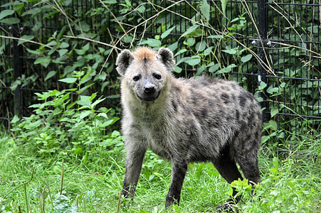 hiena, animal, vida silvestre, salvatge, Zoologia, mamífer, espècies