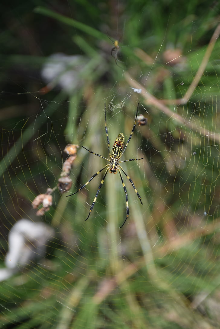 spindel, spindelnät, naturen, insekt, Arachnid, nätverk, spider's web