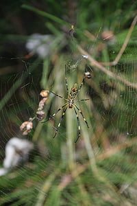 spider, cobweb, nature, insect, arachnid, network, spider's web