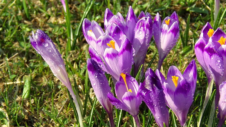chochołowska valley, krokus, flower, nature, saffron, spring, crocus