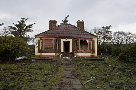 Cottage, âne, pays, maison, animal, arbres, cassé